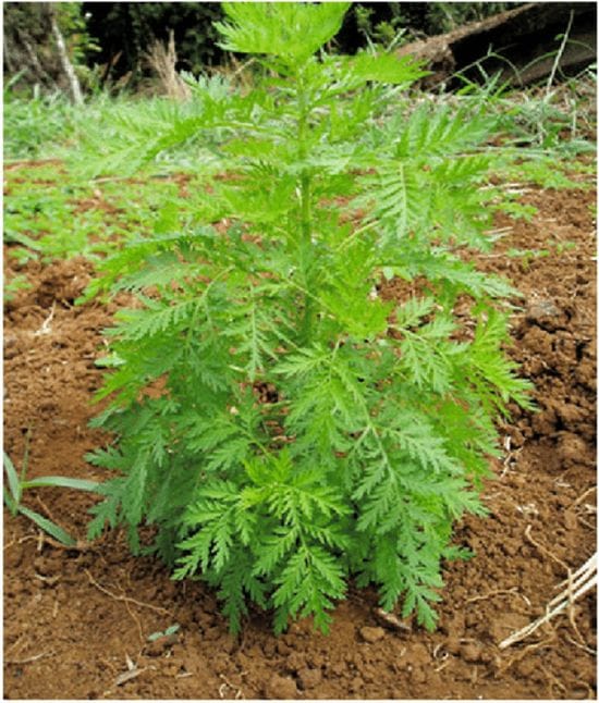 Herbal Medicine: Artemisia Annua